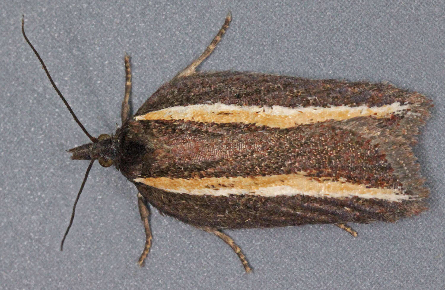 Image of Acleris hastiana Linnaeus 1758