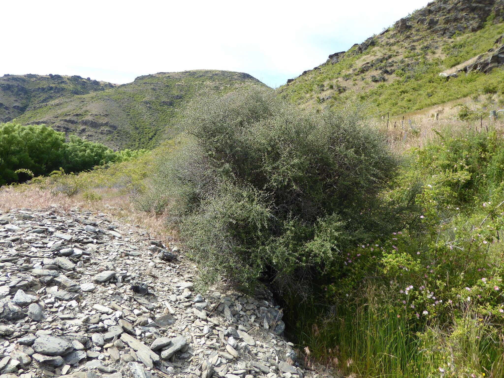 Image of Olearia odorata Petrie