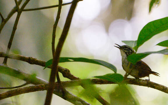 Image of White-breasted Wood Wren