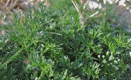 Image of Butler's sandparsley