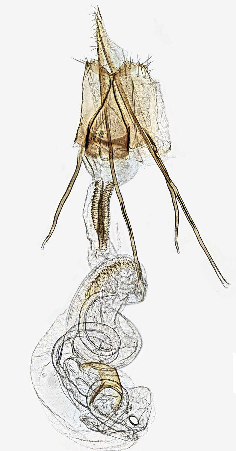 Coleophora alticolella Zeller 1849的圖片