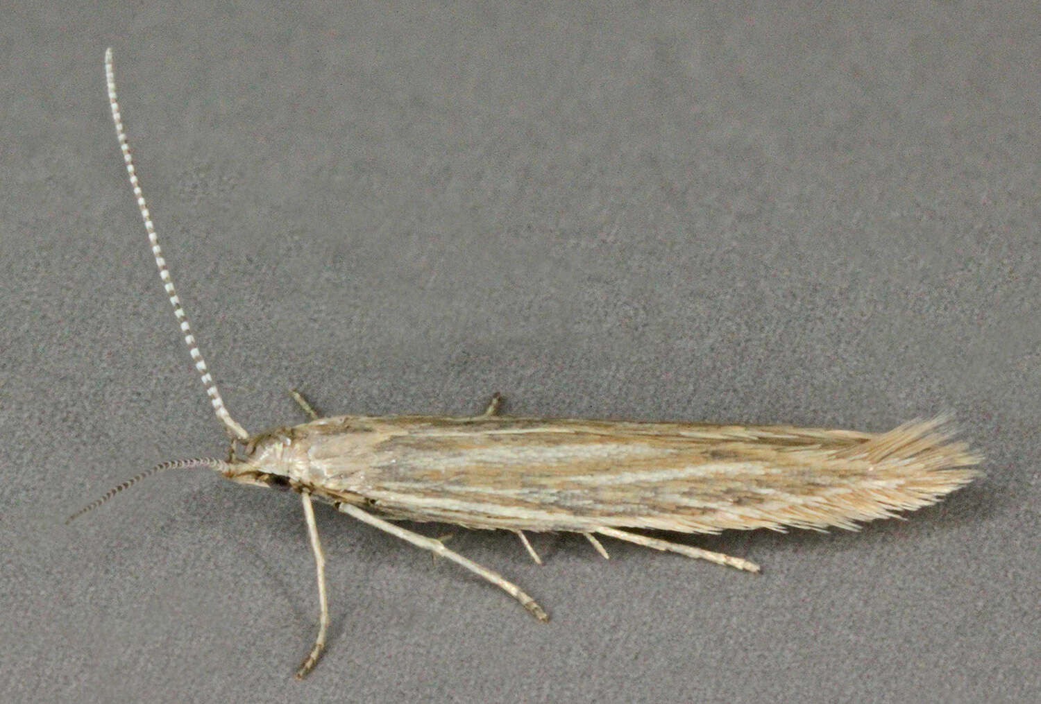 Image of Coleophora otidipennella