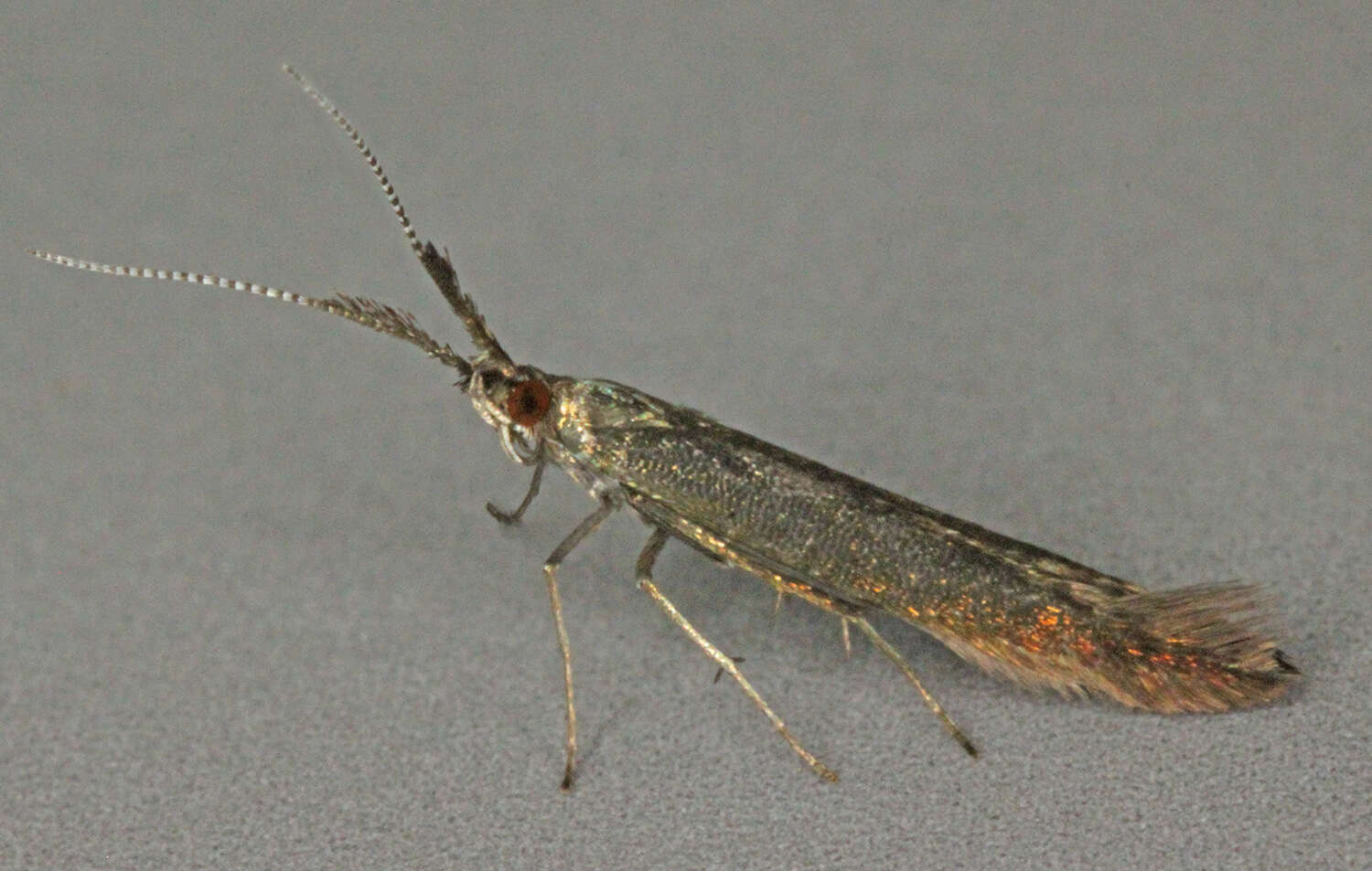 Image of Coleophora mayrella