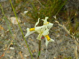 Image of Moraea angusta (Thunb.) Ker Gawl.