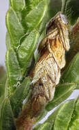 صورة Coleophora juncicolella Stainton 1851