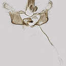 Image of Coleophora betulella Heinemann & Wocke 1876
