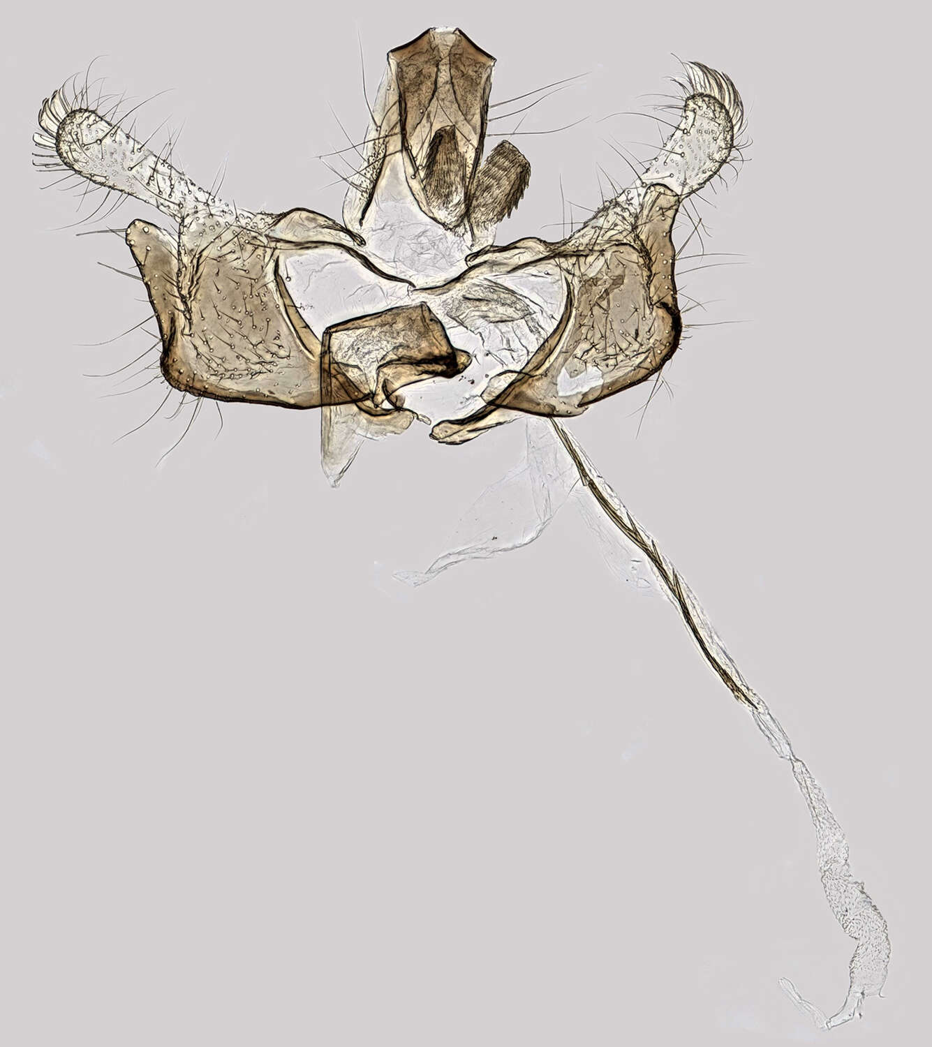 Image of Coleophora betulella Heinemann & Wocke 1876