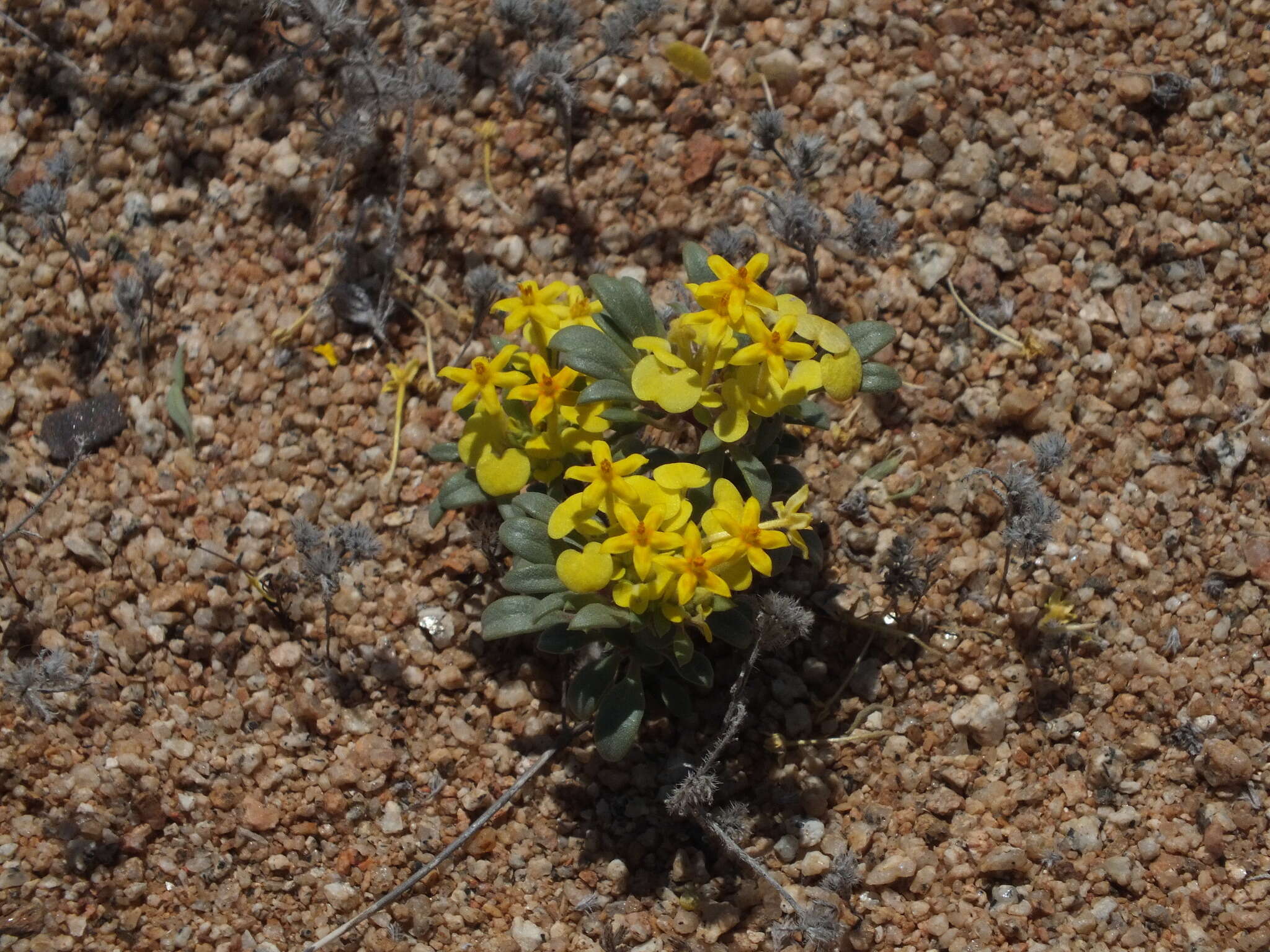 Image of Cruckshanksia pumila Clos