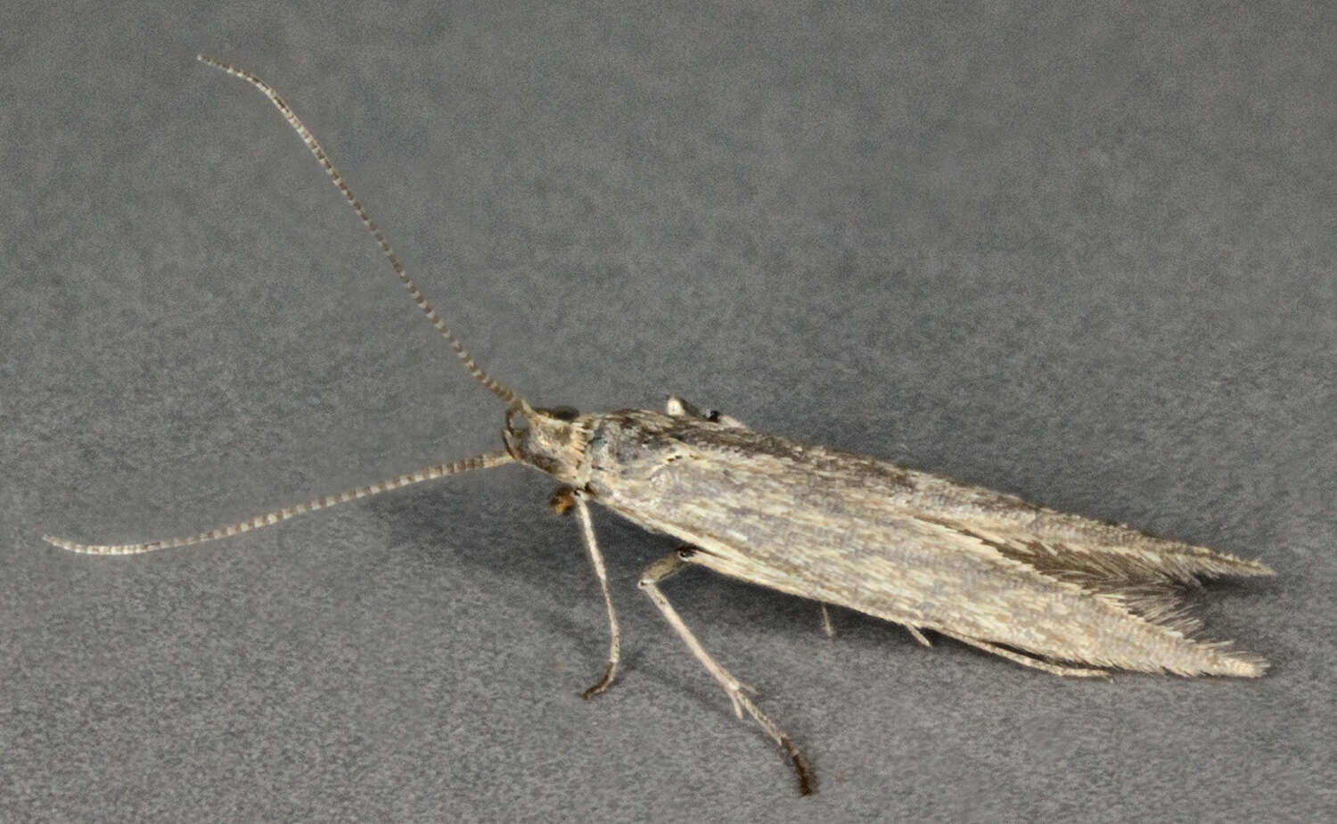 Image of Coleophora atriplicis Meyrick 1928