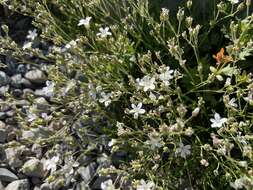 Image of fescue sandwort