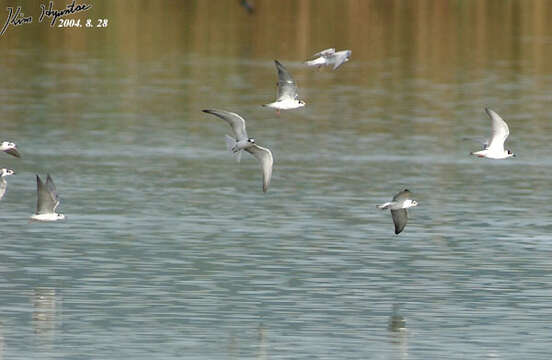 Image of White-winged Black Tern