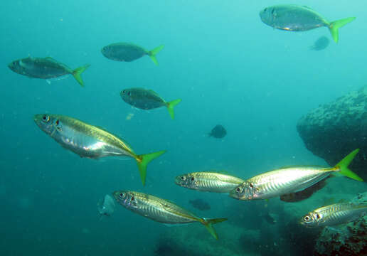 Image of Yellowtail horse mackerel