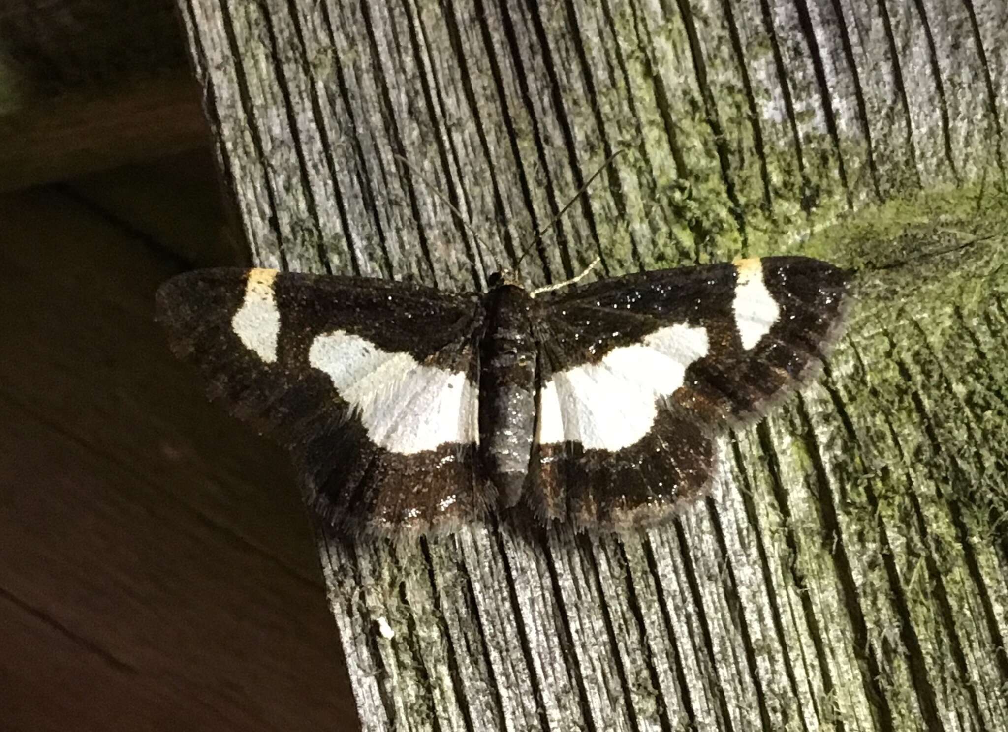 Image of Common Spring Moth