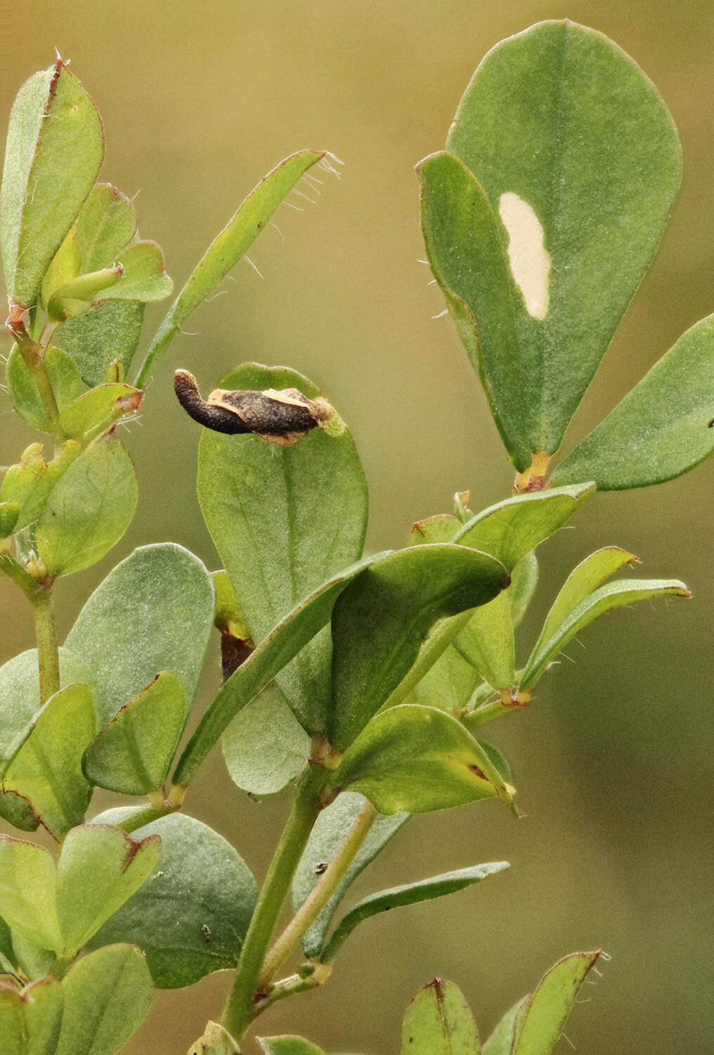 Image of Coleophora discordella Zeller