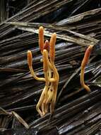 Image of Ophiocordyceps melolonthae (Tul. & C. Tul.) G. H. Sung, J. M. Sung, Hywel-Jones & Spatafora 2007