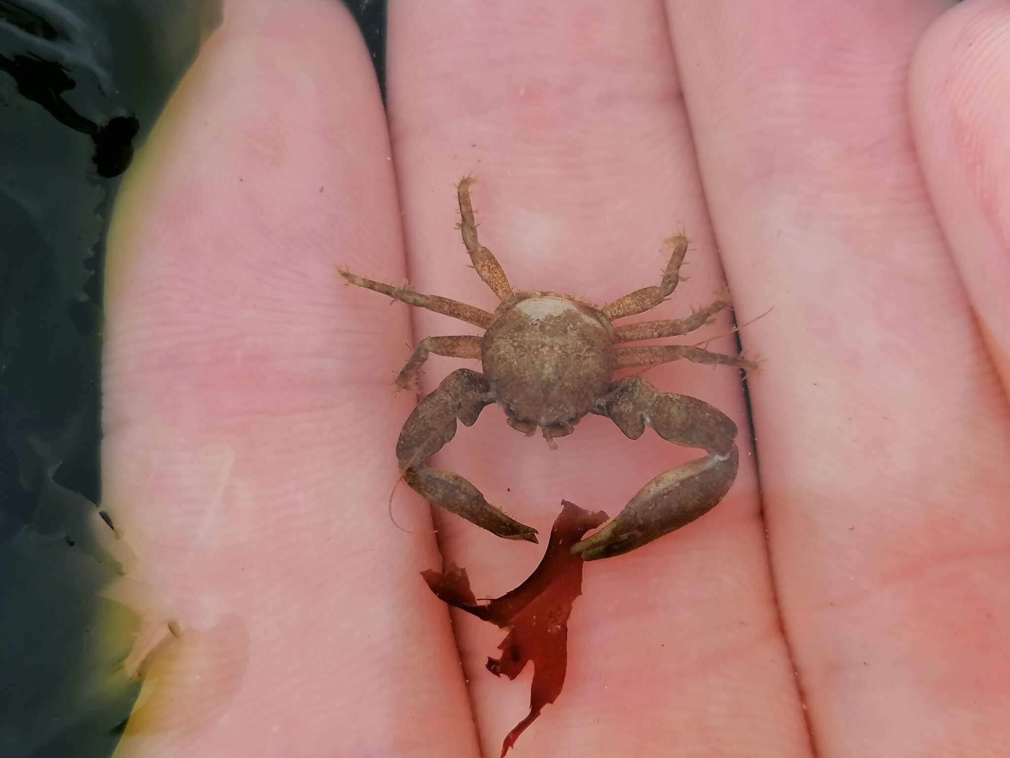 Image of common porcelain crab