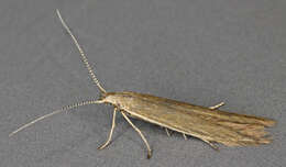 Coleophora alticolella Zeller 1849的圖片