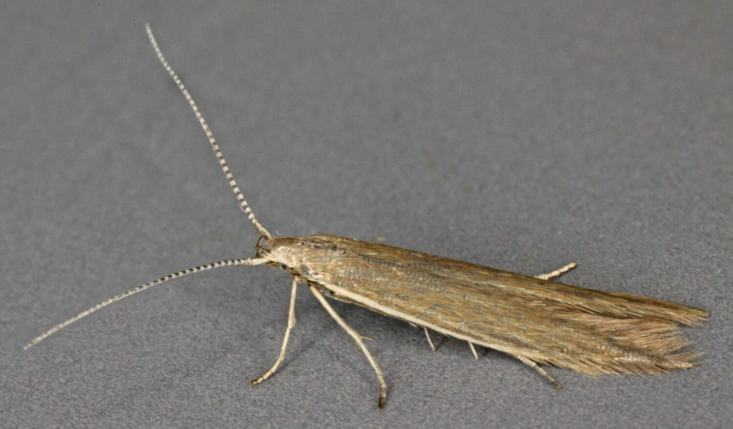 Coleophora alticolella Zeller 1849的圖片