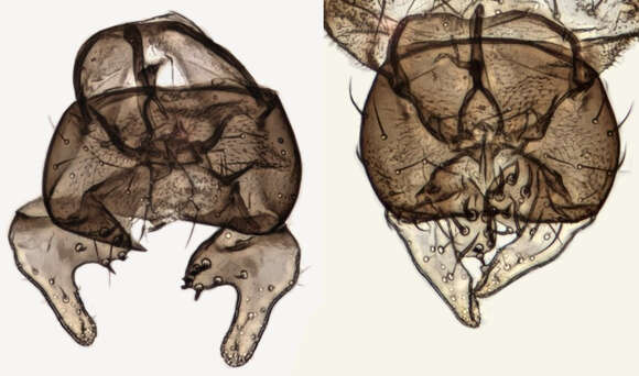 Image of Dicraeus vagans (Meigen 1838)