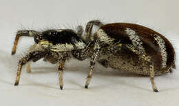 Image of Zebra spider