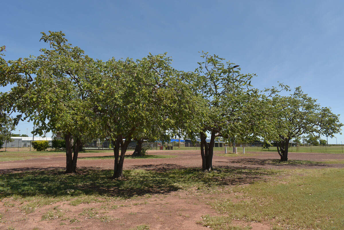 Image of Corymbia setosa (Schauer) K. D. Hill & L. A. S. Johnson