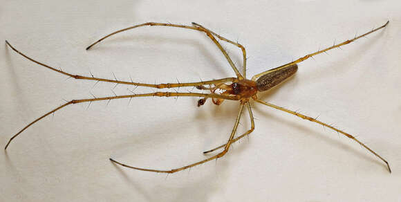 Image of Tetragnatha montana Simon 1874