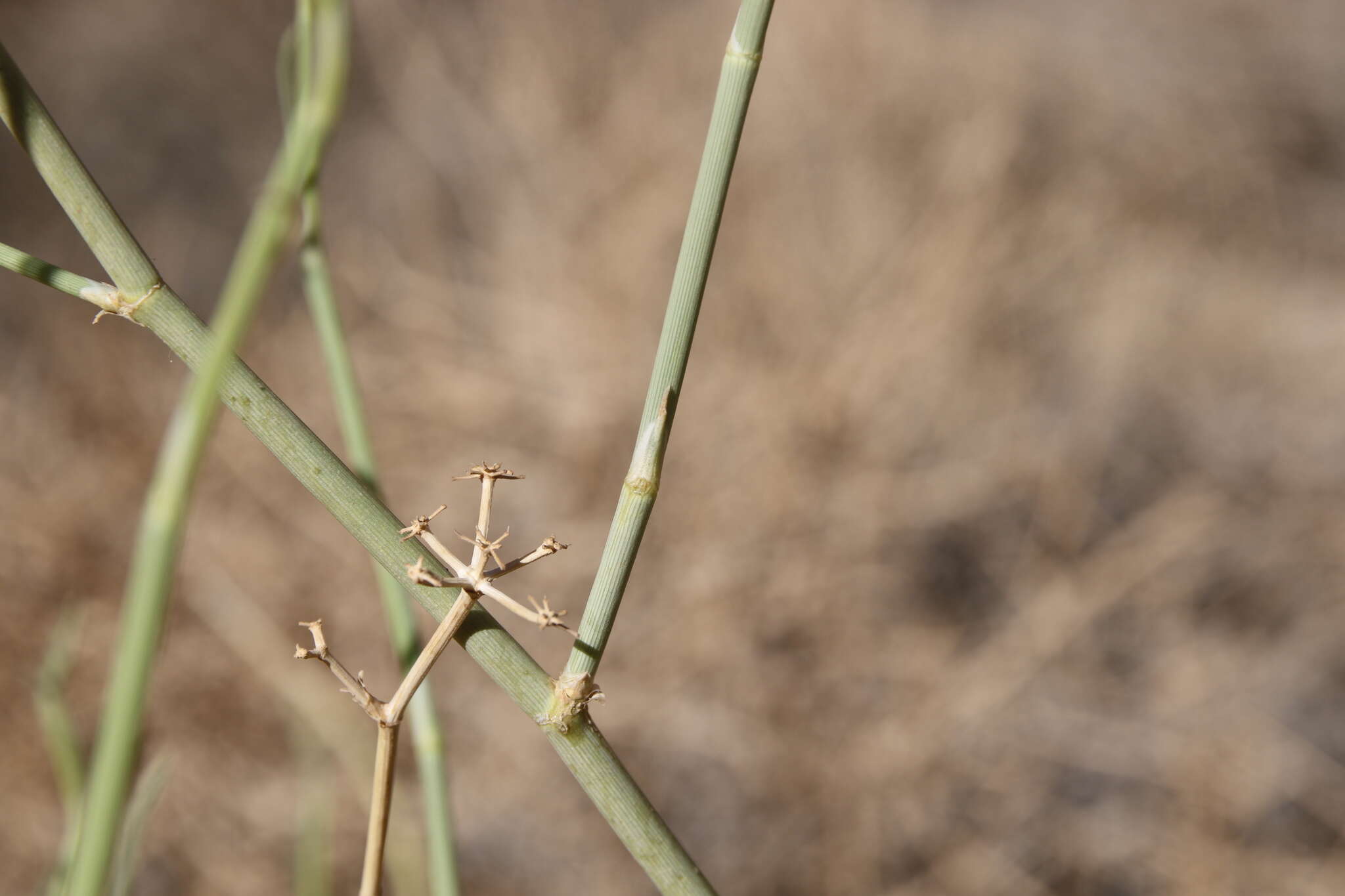 Image of Deverra triradiata Hochst. ex Boiss.