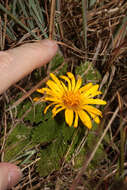 Image of Paranephelius bullatus A. Gray ex Wedd.