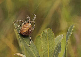 Image of Garden spider