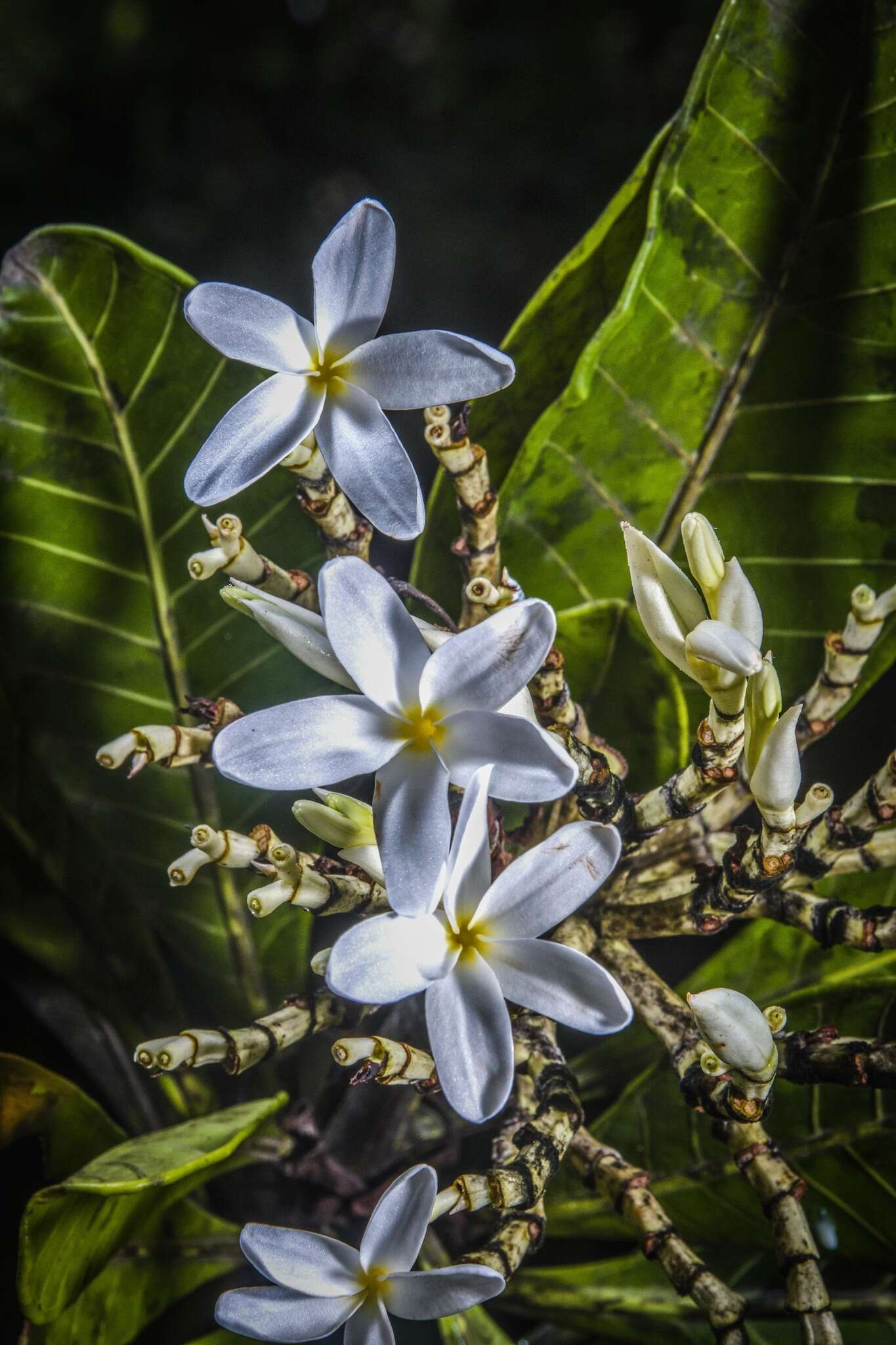 Himatanthus articulatus (Vahl) R. E. Woodson的圖片