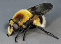 Image of bumblebee hoverfly