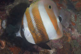 Image of Coralfish