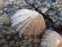 Image of Common limpet