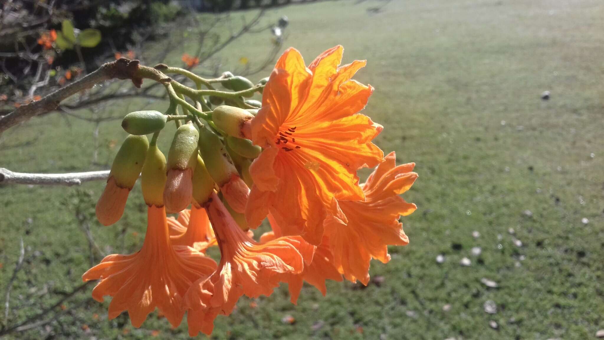 Image of Cordia dodecandra DC.