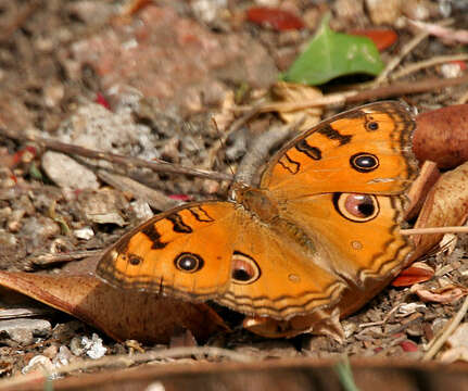 Imagem de Junonia almana Linnaeus 1758