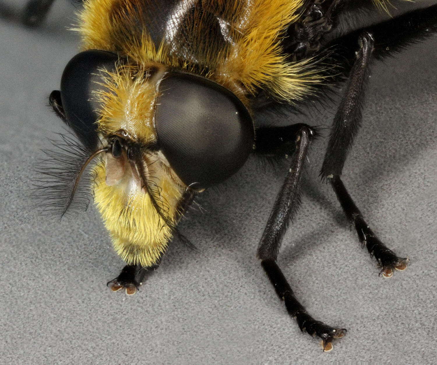 Volucella bombylans (Linnaeus 1758) resmi