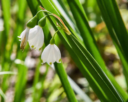 Image of Loddon lily