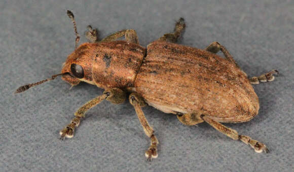 Image of Clover Root Weevil