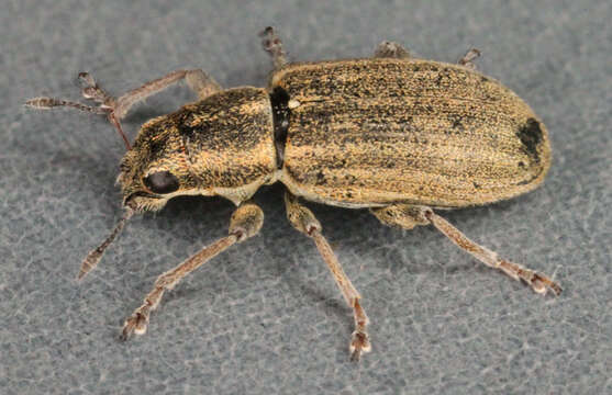 Sitona striatellus Gyllenhal 1834 resmi