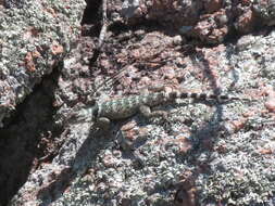 Image of Crevice Spiny Lizard