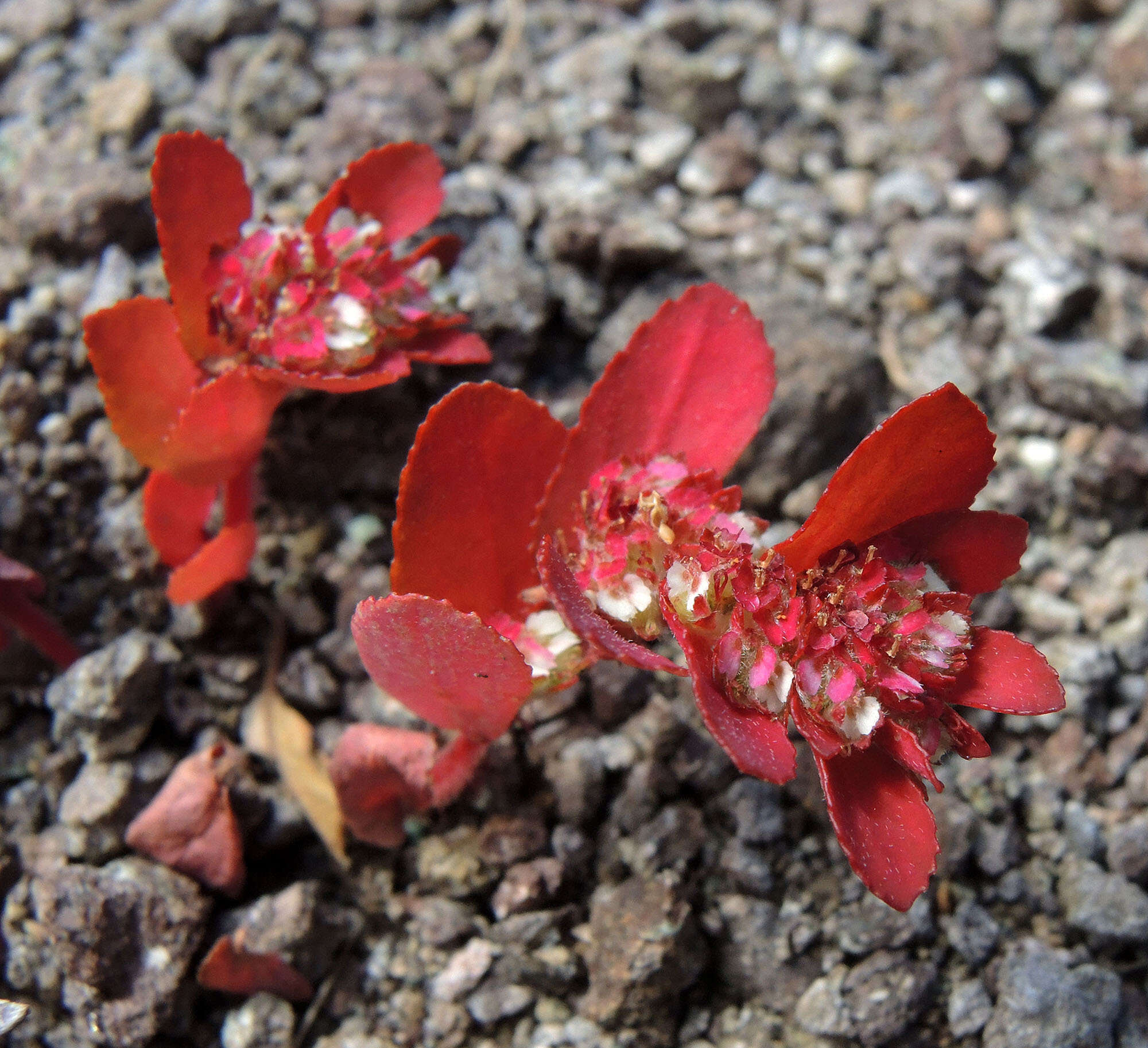 Euphorbia densiflora (Klotzsch) Klotzsch的圖片