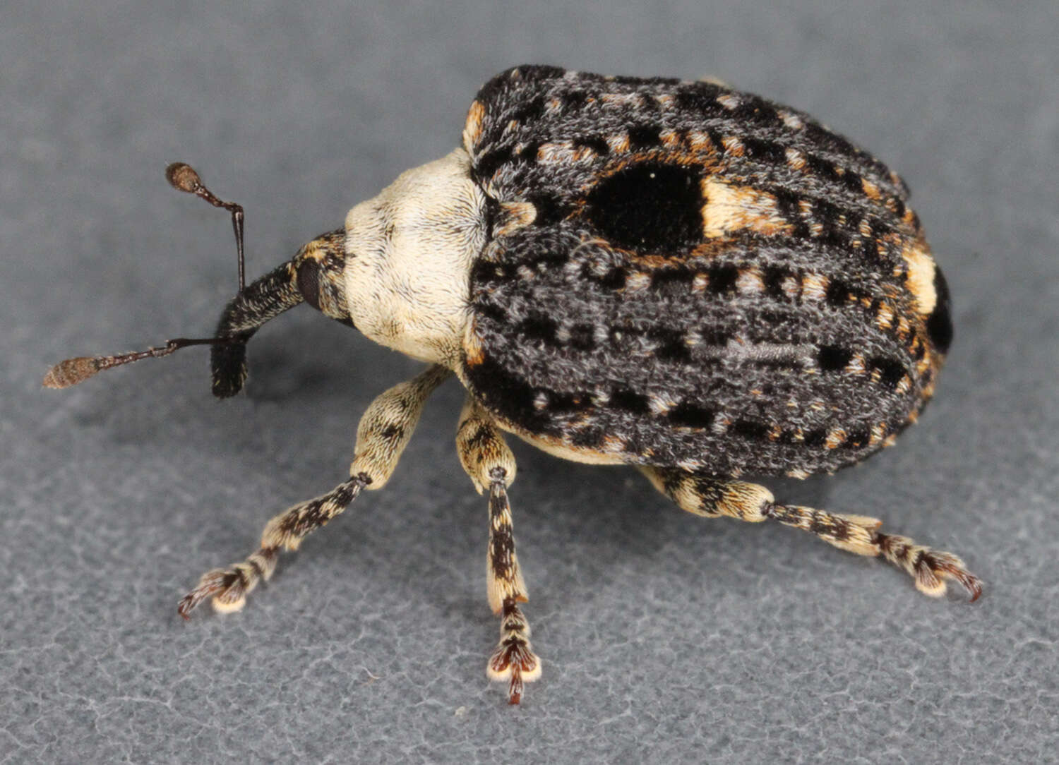 Image of Figwort weevil