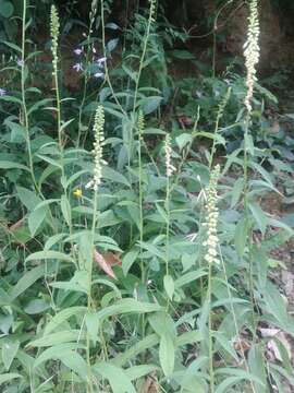 Image de Digitalis lutea subsp. australis (Ten.) Arcangeli