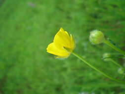 Image of Ranunculus polyanthemos L.