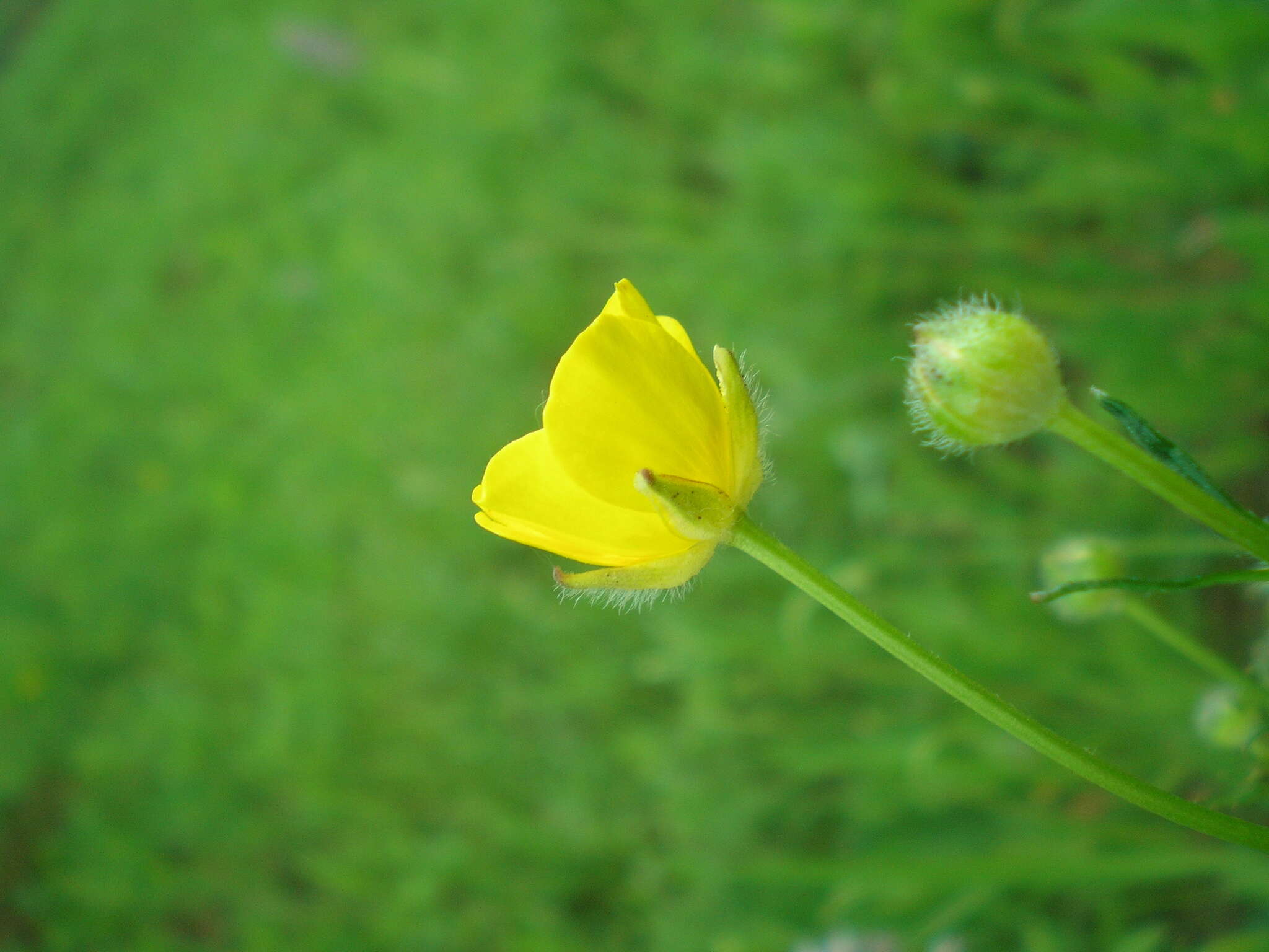 Image of Ranunculus polyanthemos L.