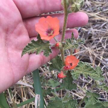 Imagem de Sphaeralcea cordobensis Krapov.