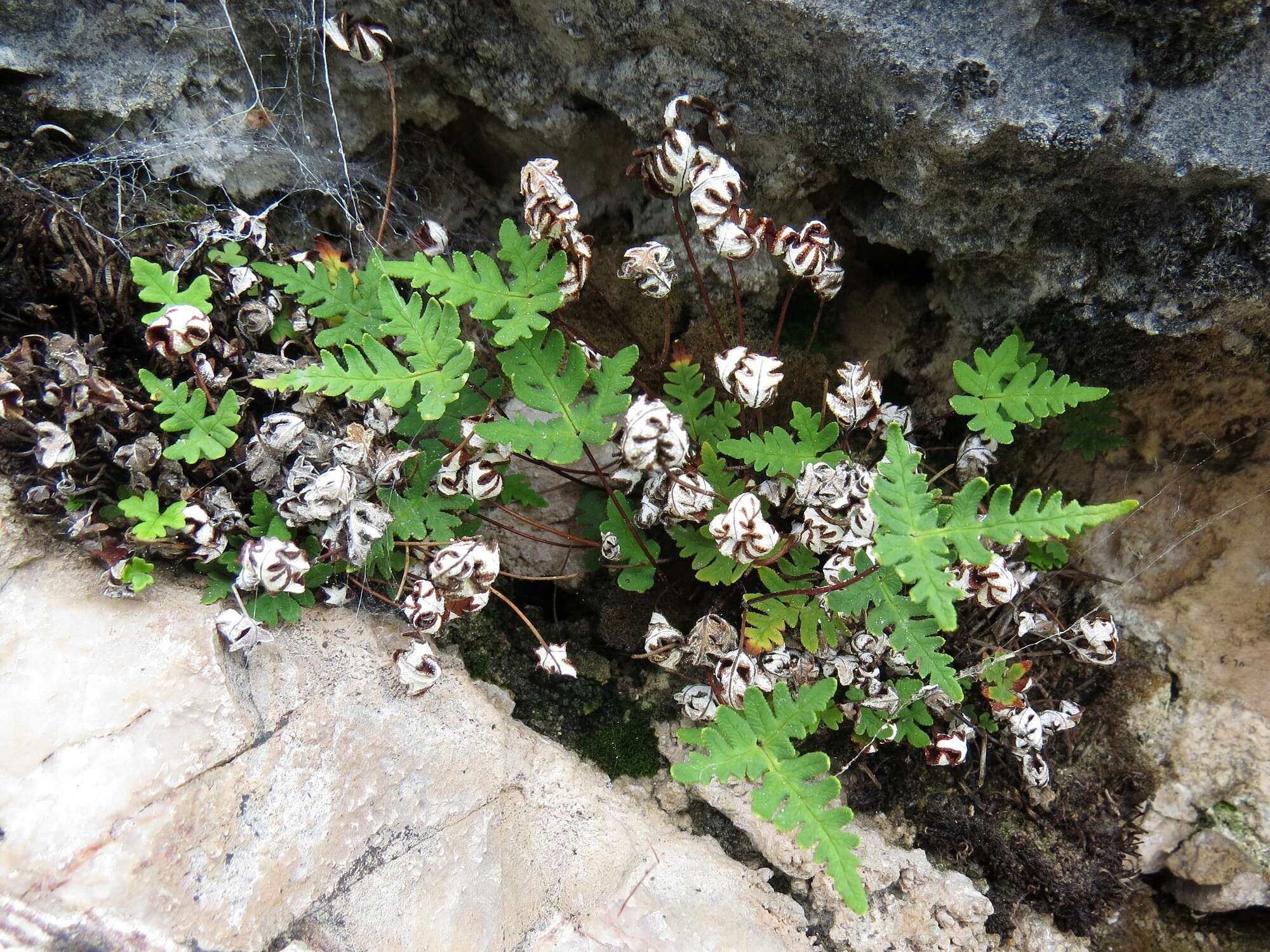 Image of Aleuritopteris argentea (S. G. Gmel.) Fée