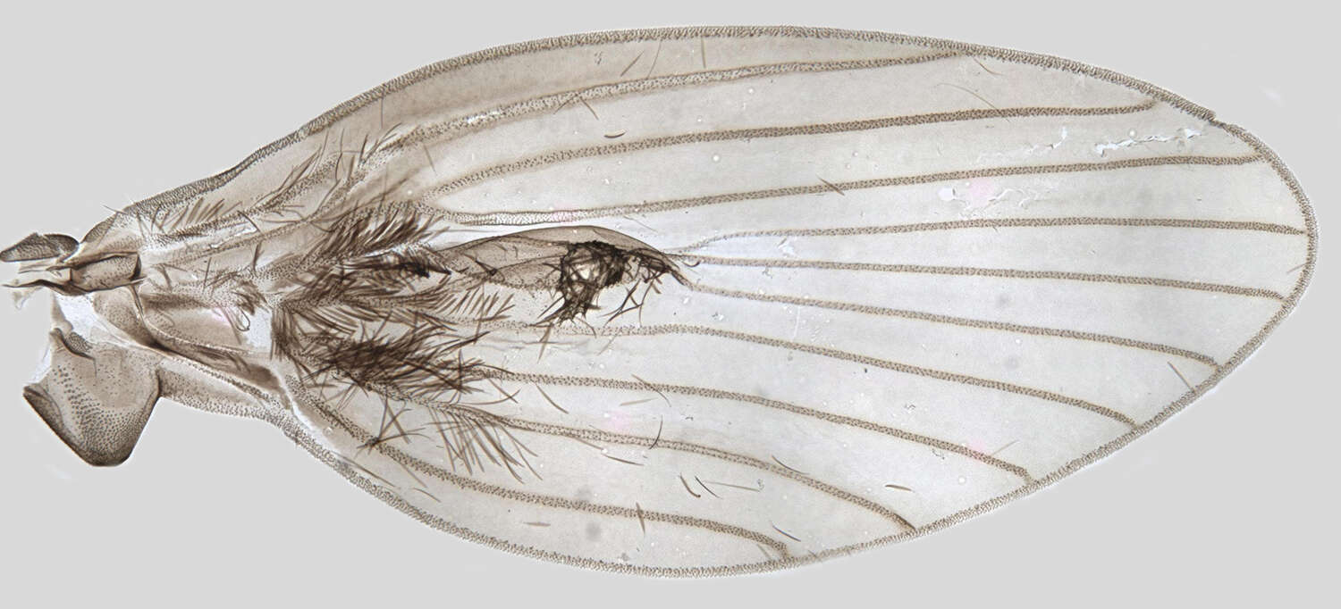 Plancia ëd Ulomyia fuliginosa (Meigen 1818)