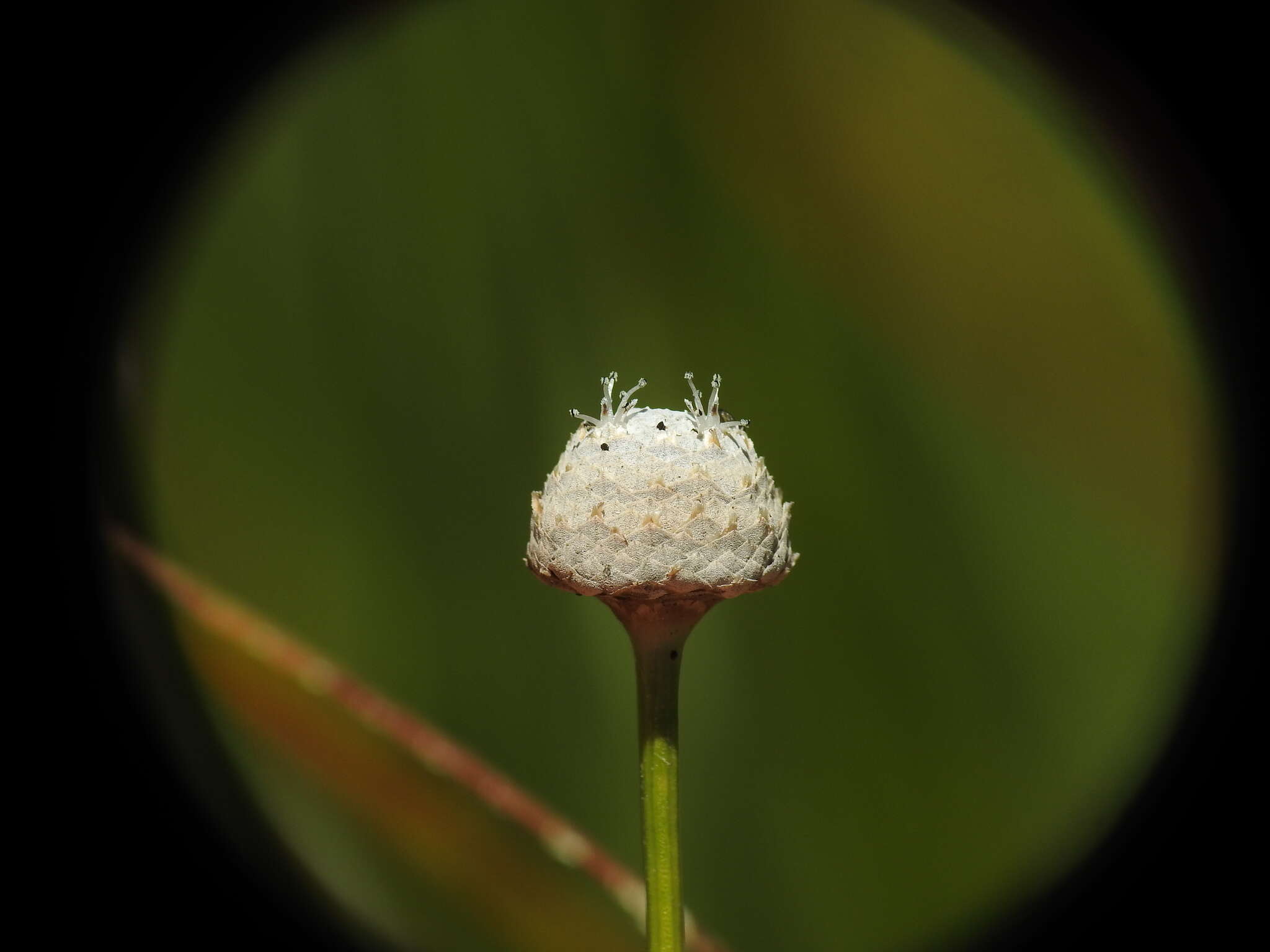 Image de Eriocaulon australe R. Br.