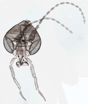 Image of Ulomyia